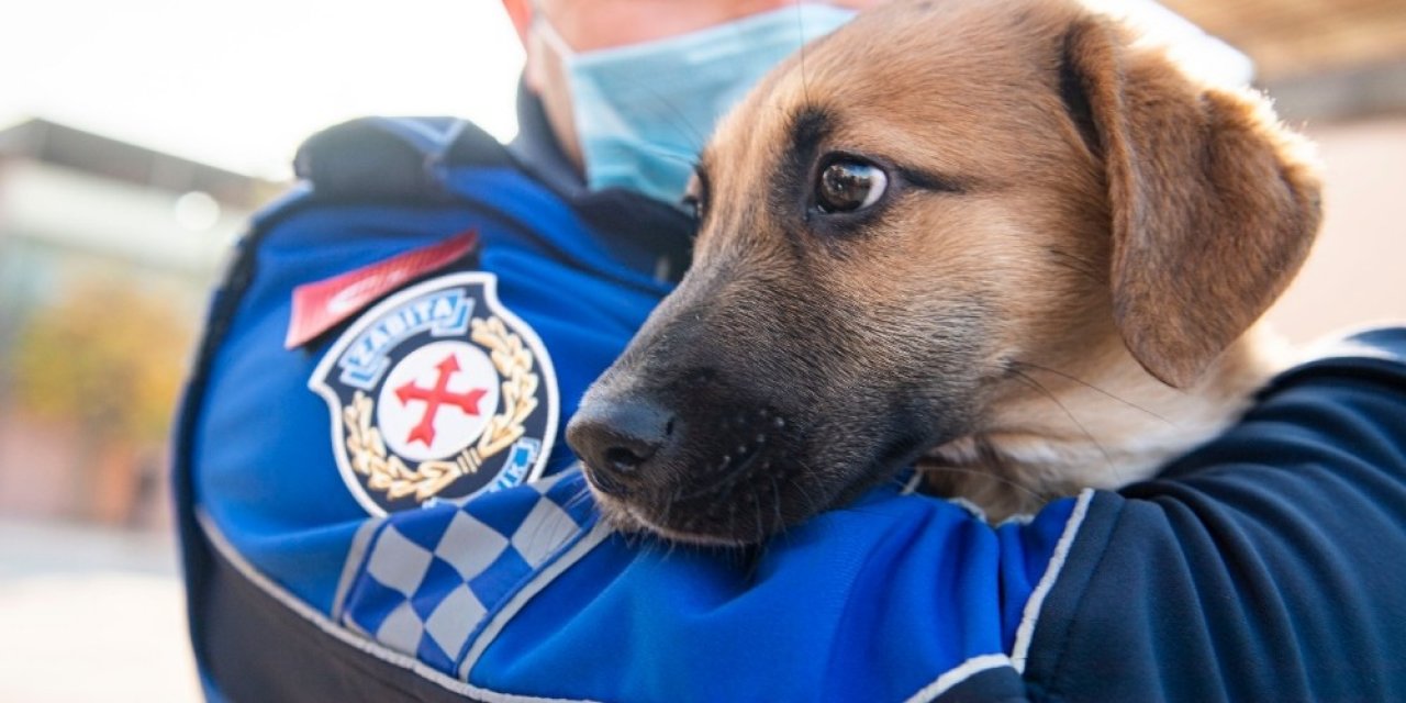 Aracın Çarptığı Yavru Köpeği Zabıta Sahiplendi