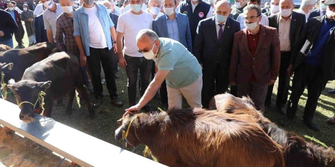 Ordu’da Hayvancılık Yüz Güldürüyor