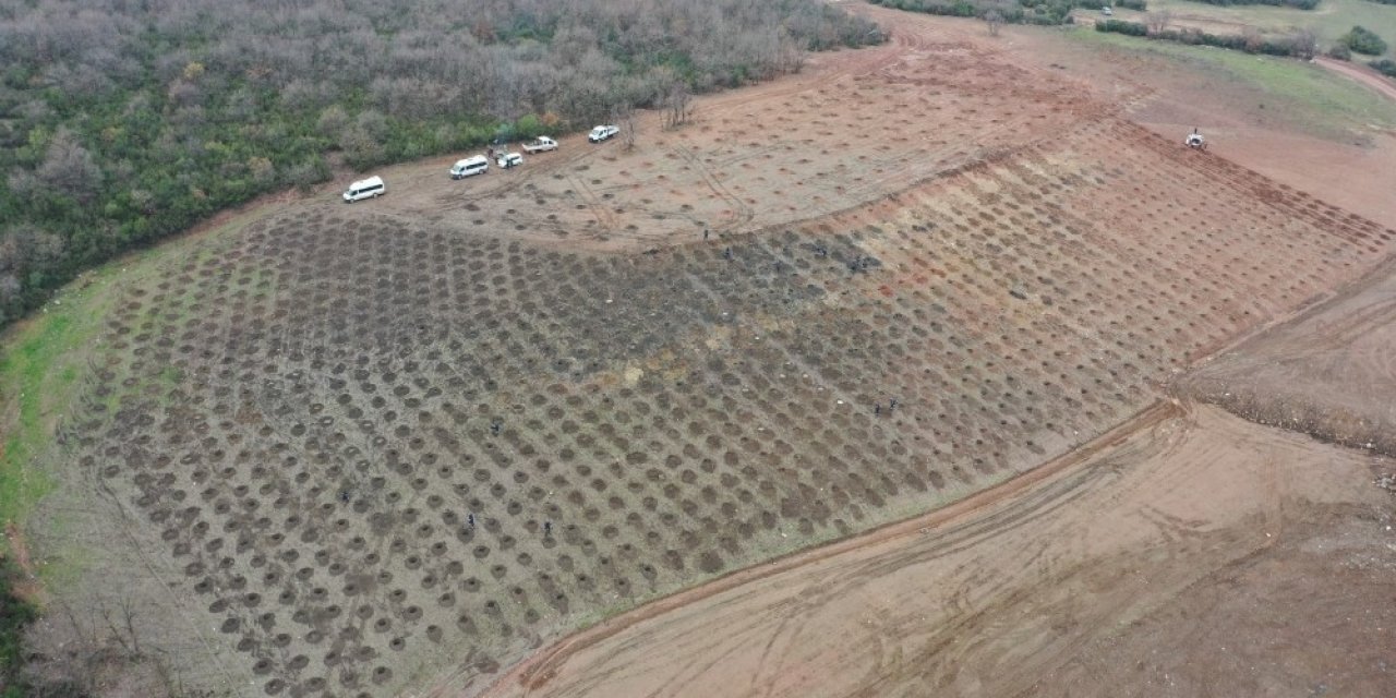 Sepetçi Dolgu Alanına Bin 600 Ağaç Dikilecek