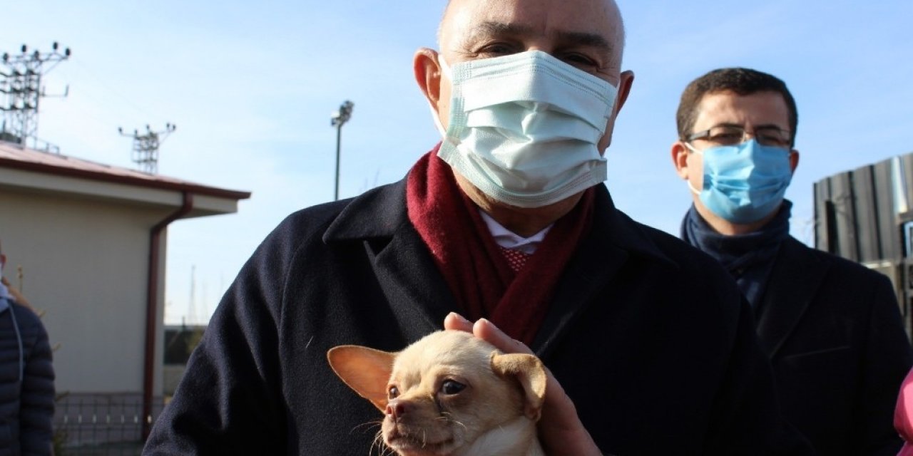 Ses Telleri Kesilen Köpekler Sahiplendiriliyor