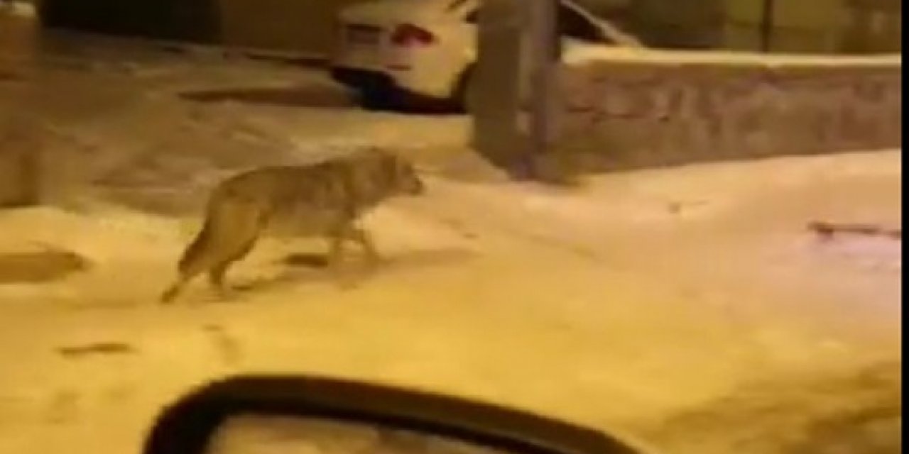 Aç Kalan Kurtlar Sarıkamış’a İndi