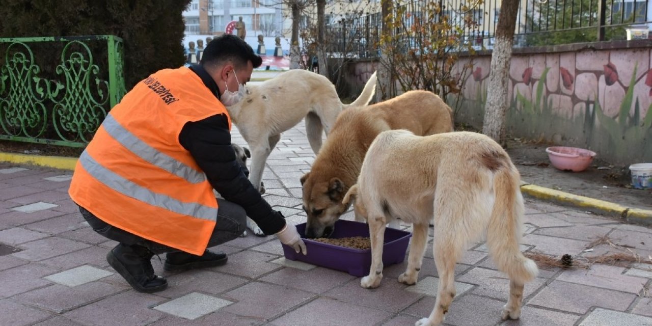 Kısıtlamada Sokak Hayvanları Besleniyor