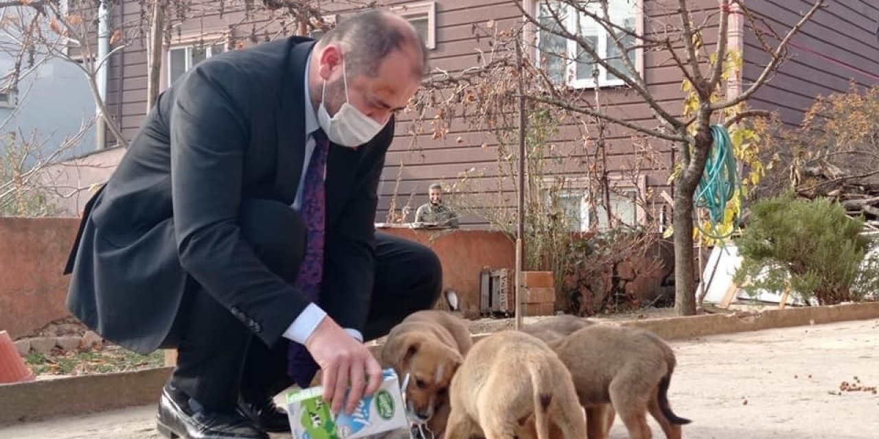 Başkan Kısıtlamada Sokak Köpeklerini Sütle Besledi