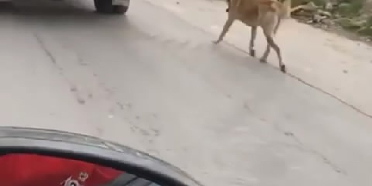 Köpeği Kamyonetin Arkasında Sürükledi
