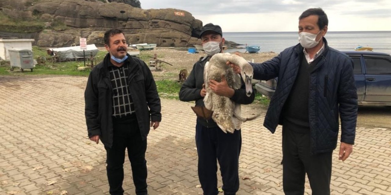 Tüfekle Vurulan Kuğu Tedavi Ediliyor