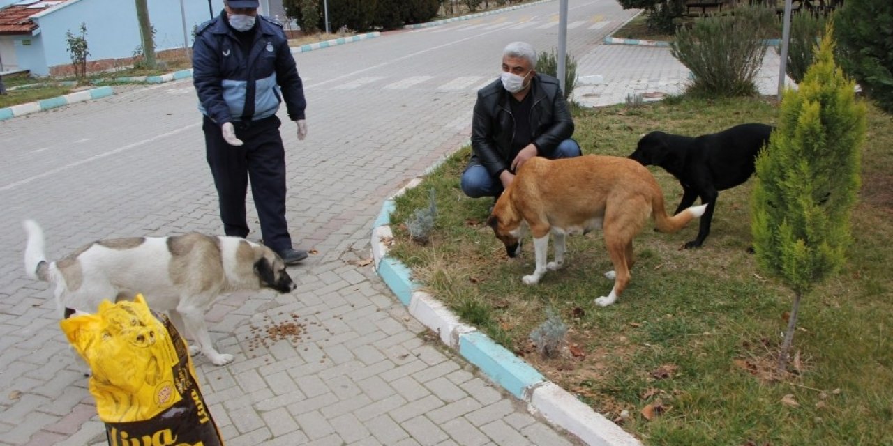 Hisarcık Belediyesi Sokak Hayvanlarını Yalnız Bırakmadı