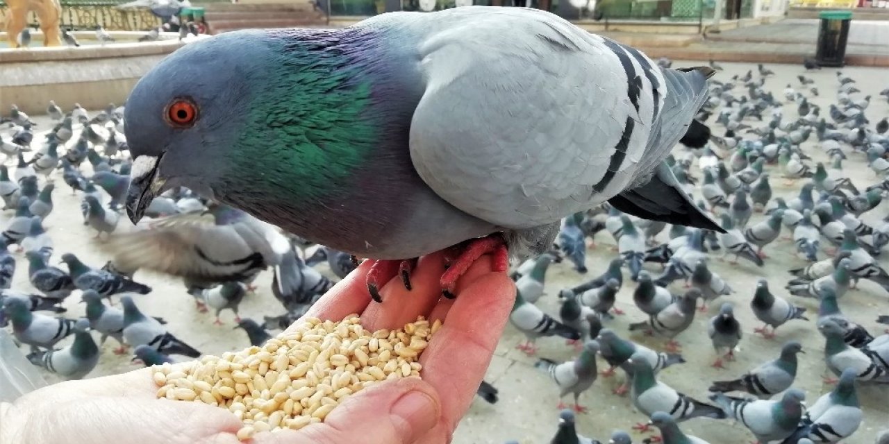 Babasının Hatırası İçin İki Günde Bir Yüzlerce Kuşa Yem Veriyor