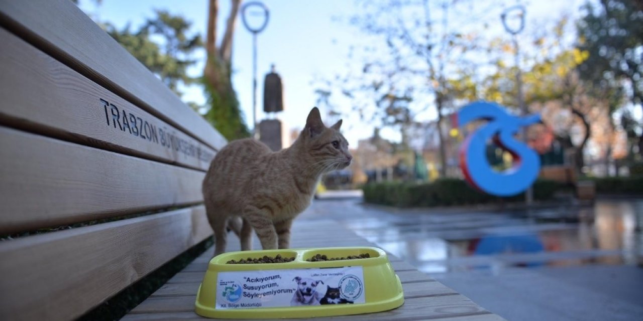Trabzon’da Sahipsiz Canlara Özel İlgi Gösteriliyor