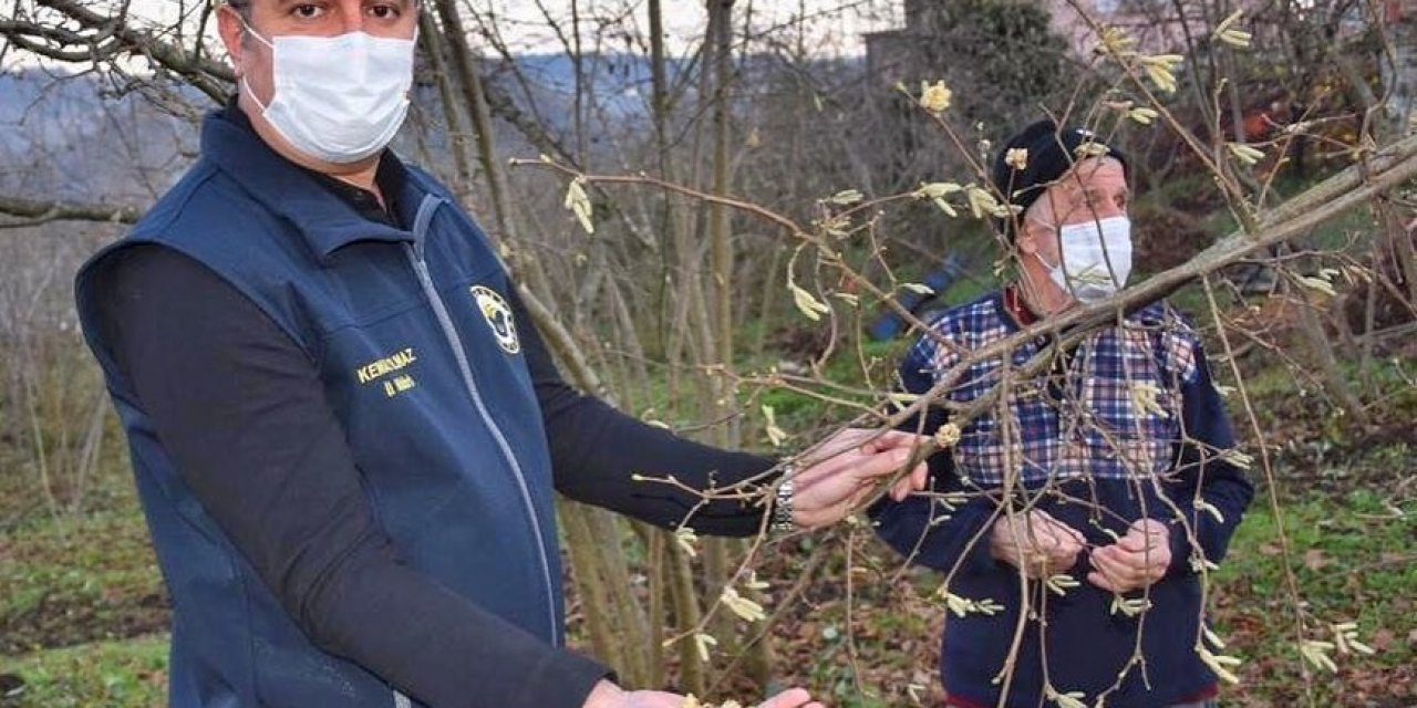 Fındık Üreticilerine ‘kozalak Akarı’ Uyarısı