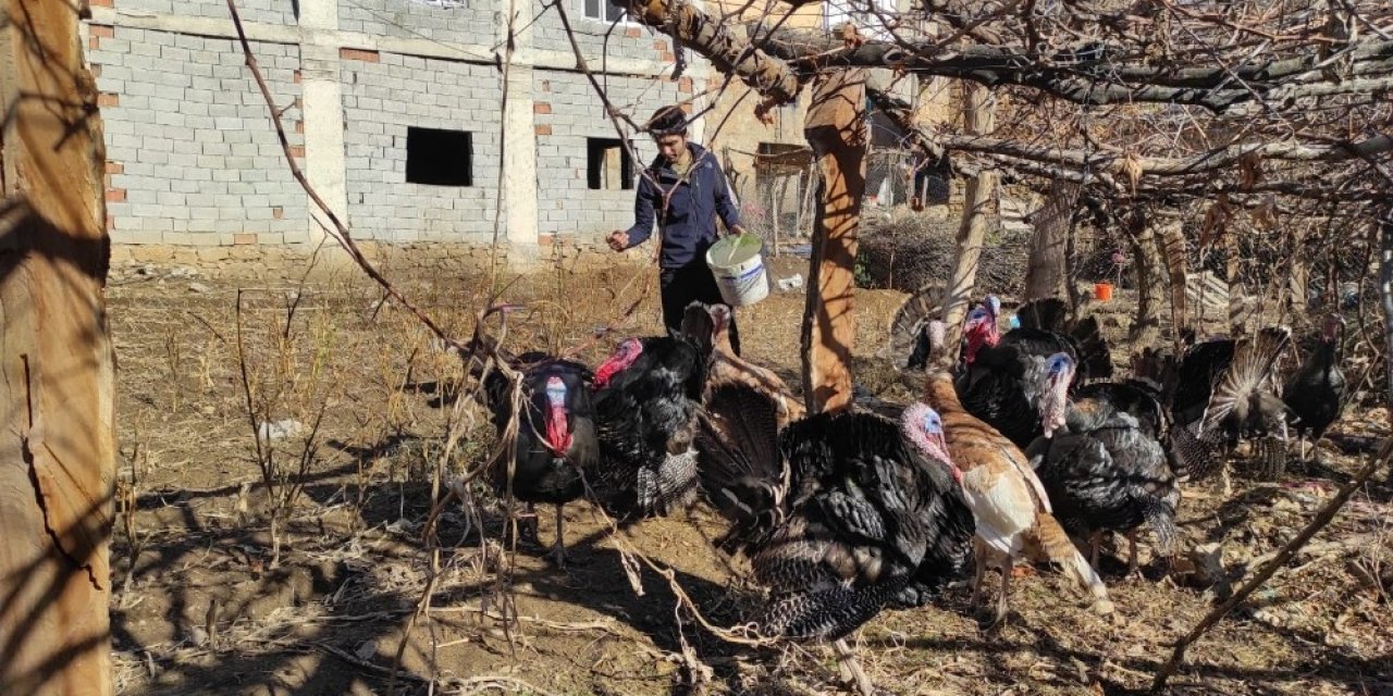 Batman’da Hindiler Yılbaşı Öncesi Satışa Çıkarıldı
