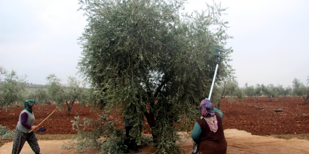 Kilis’te Zeytin Hasadı Devam Ediyor