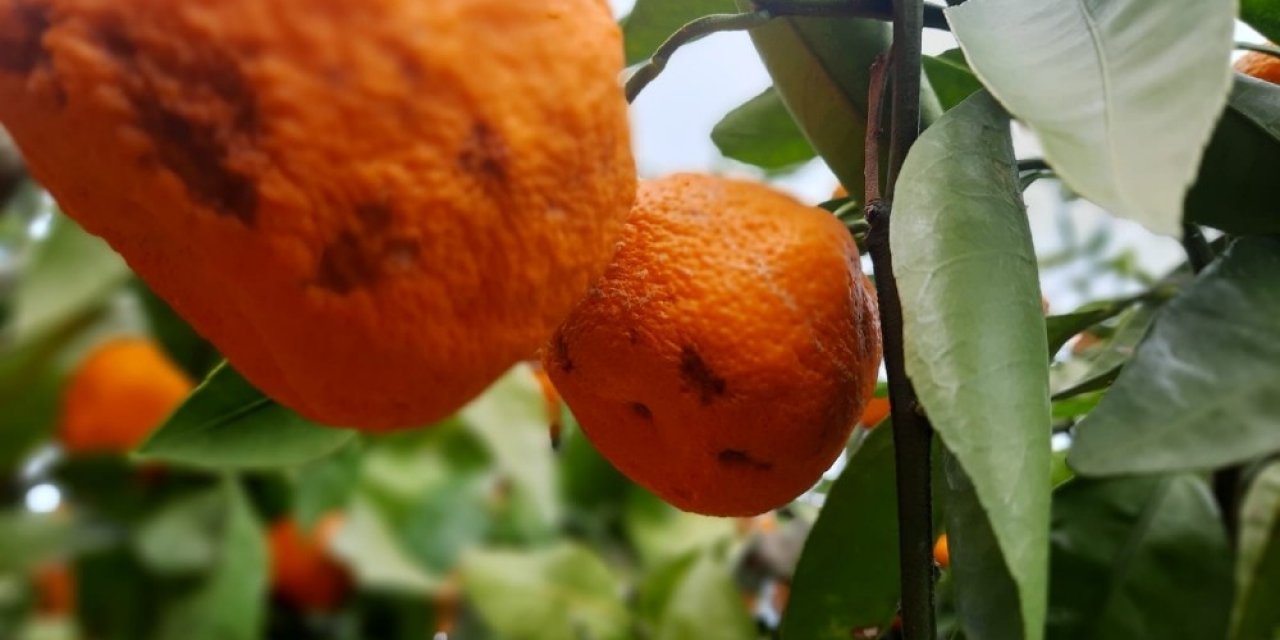 Kırağı Ve Yağmur Mandalina İhracatçısı Ve Üreticisinin Kolunu Kanadını Kırdı