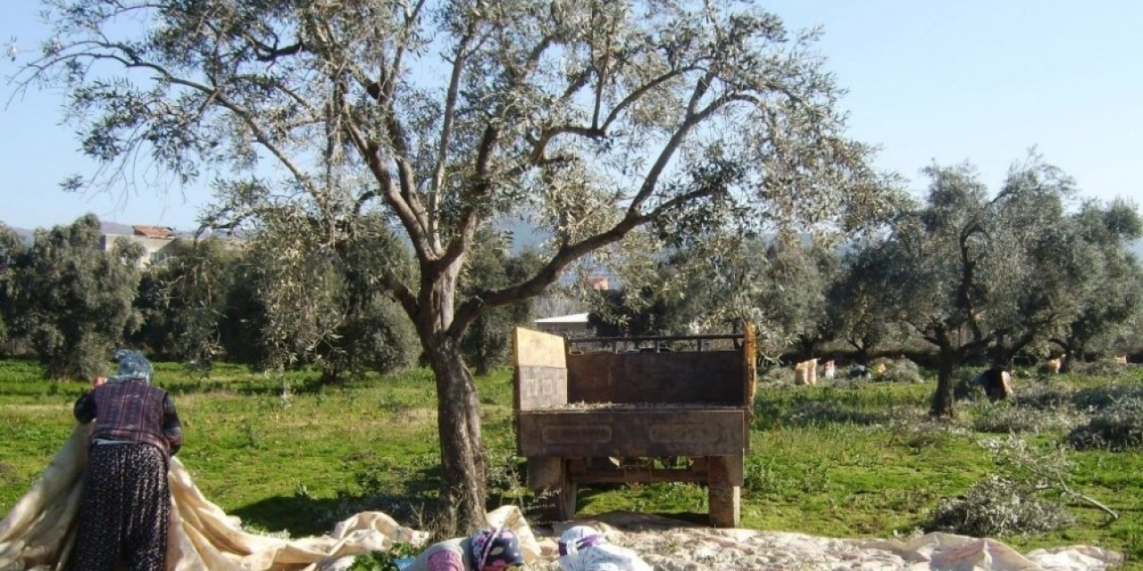 Ödemiş’te Zeytin Hasadı Sürüyor