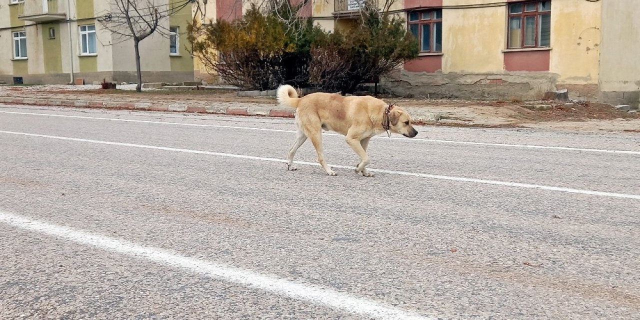 Vefasızlığın böylesi..! Köylülerin koyun sürülerini koruyan çoban köpekleri kış gelince..!