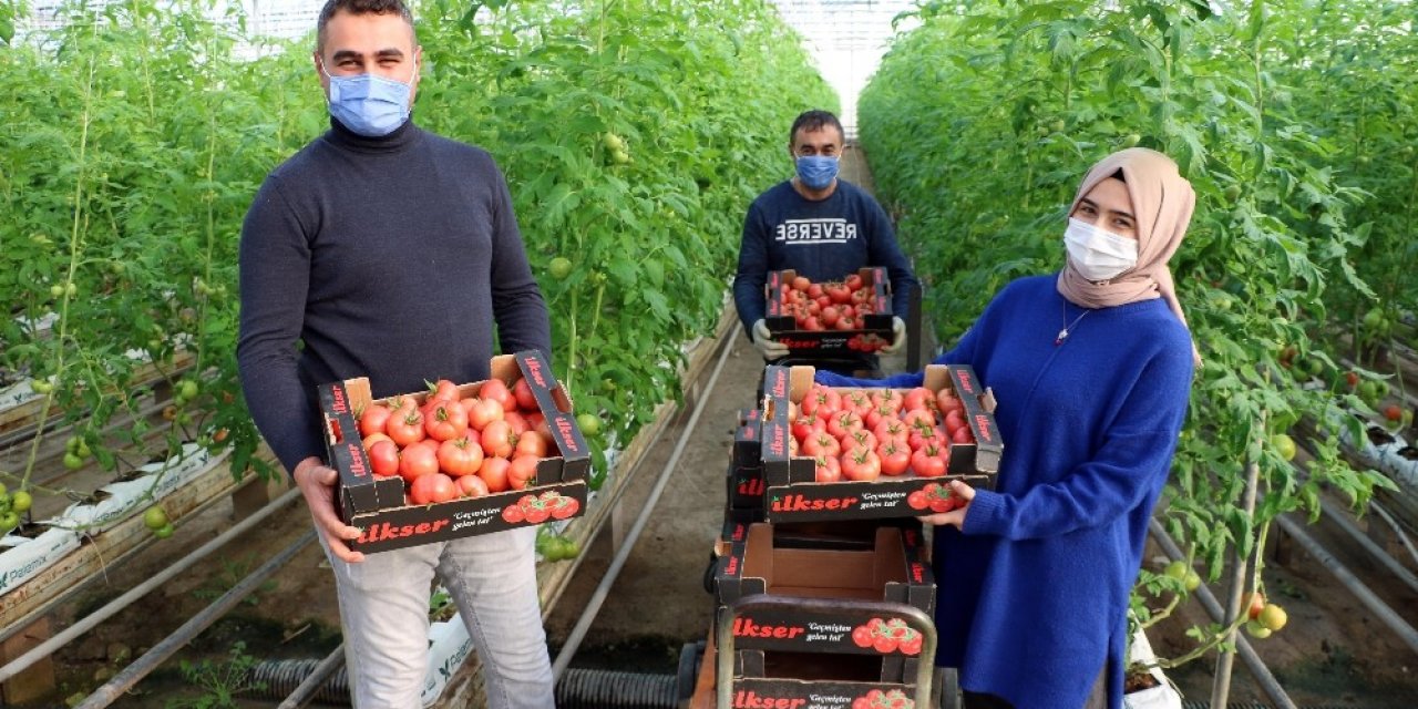 Jeotermal Serada Yılda Bin Ton Domates Üretiliyor