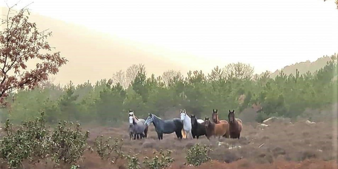 Orman Görevlisi Denetimde Karşısına Çıkan Yabani Atları Ölümsüzleştirdi