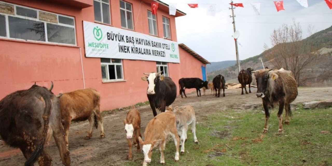 Hayvan Oteli’ne Büyük İlgi