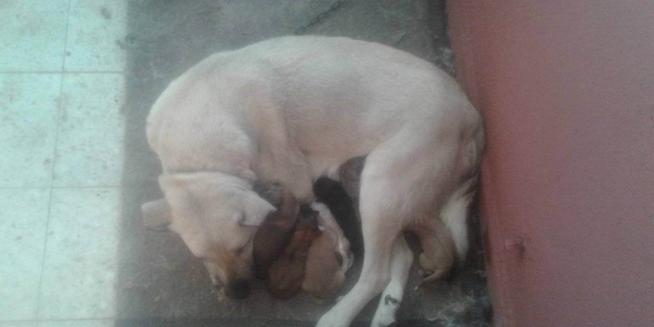 Yavru Köpekler Donmaktan Son Anda Kurtarıldı