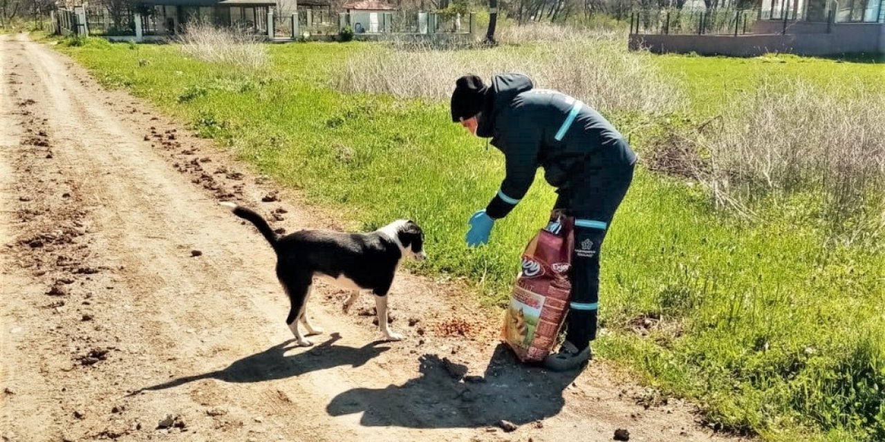Sokağa Çıkma Kısıtlamasında Sokak Hayvanları Yalnız Kalmadı