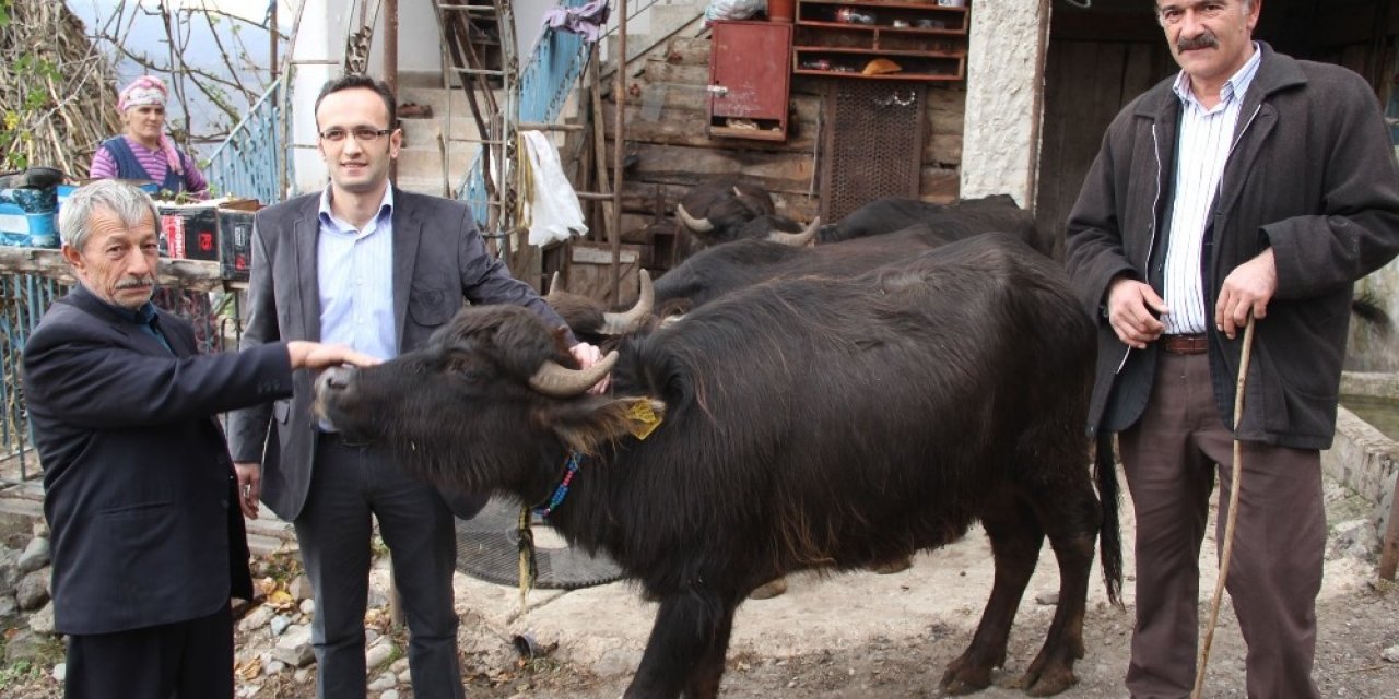Giresun Ekonomisine Manda Desteği