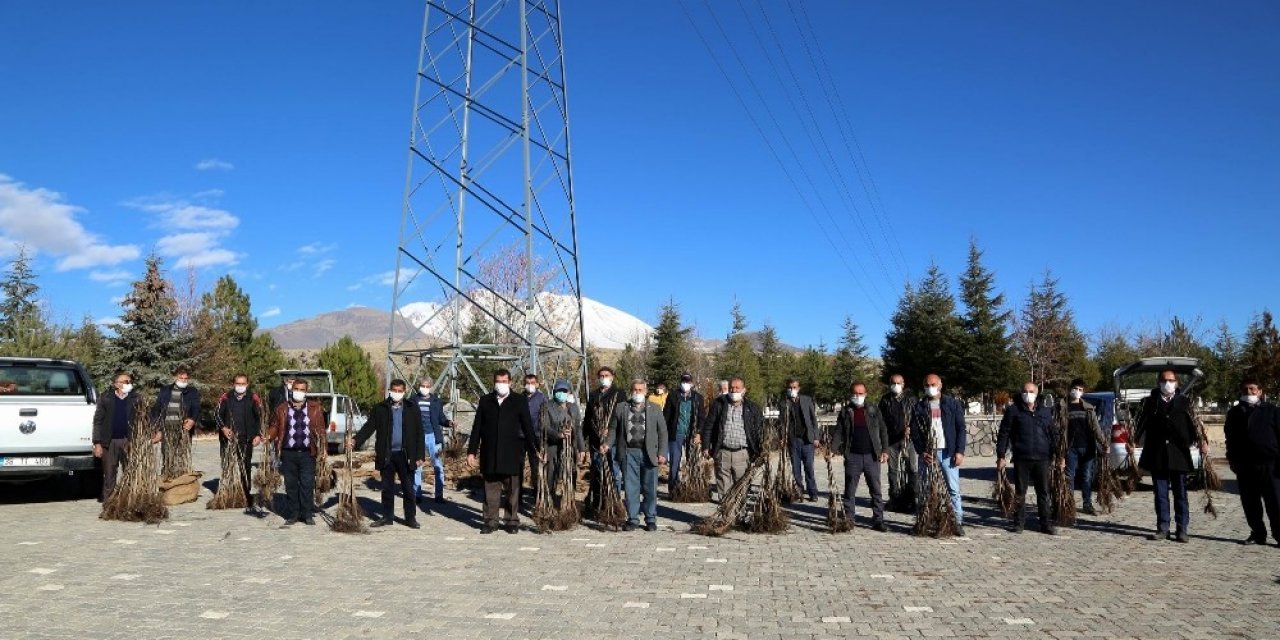 Develi’de 12 Bin Ceviz Ağacı Dağıtıldı