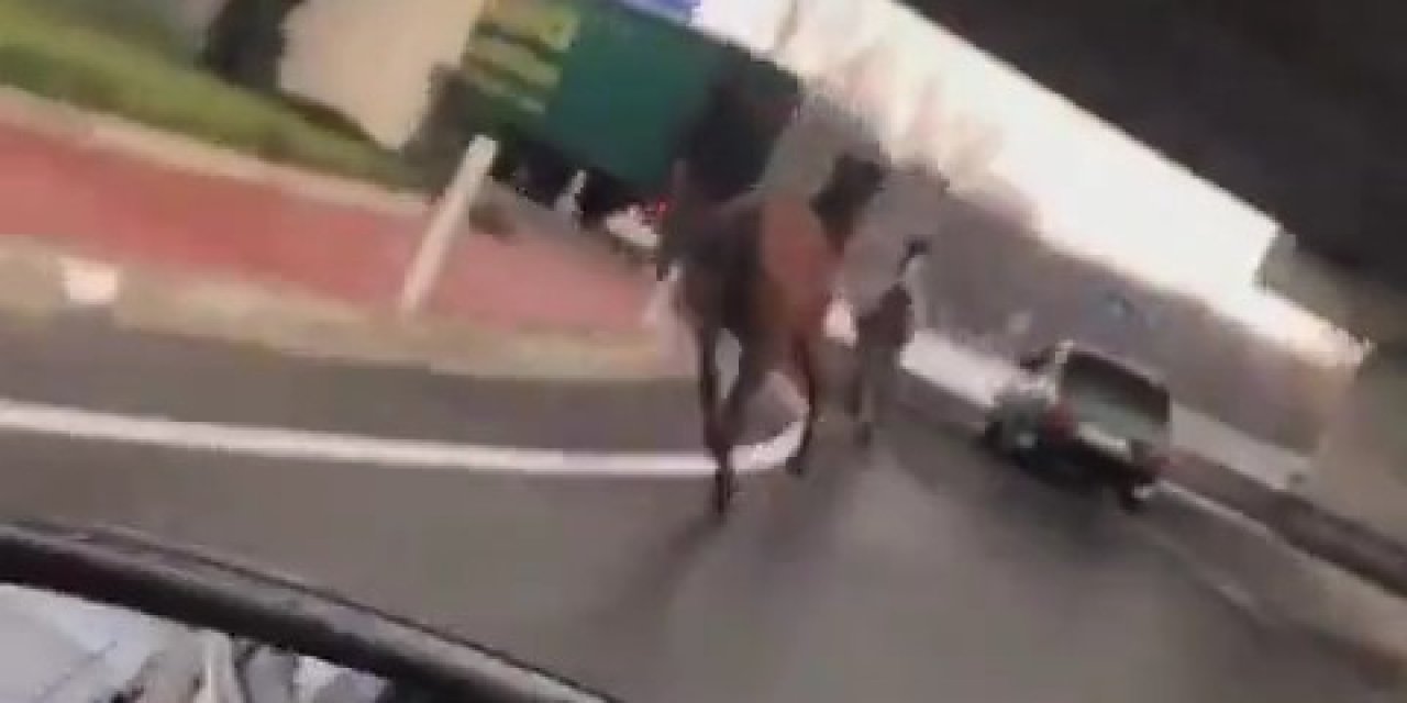 Sahipsiz Atlar Şehirler Arası Yolu Hipodroma Çevirdi
