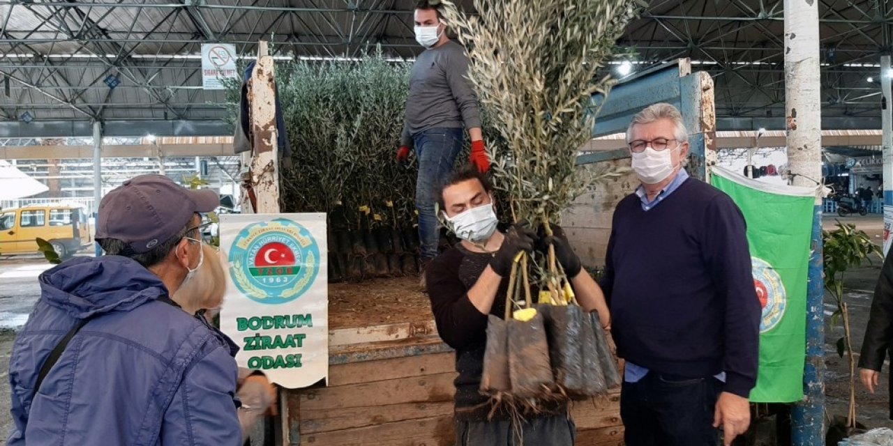 Bodrumlu Üreticilere Fidan Dağıtımı