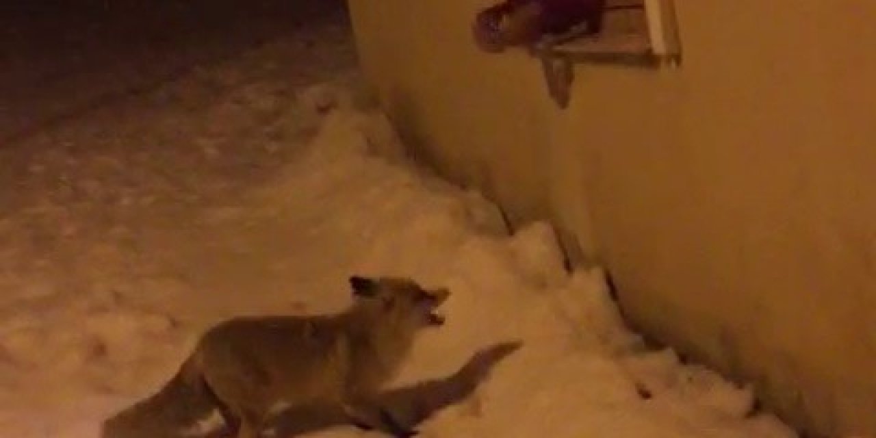 Aç Kalan Yavru Tilkileri Elleriyle Besledi