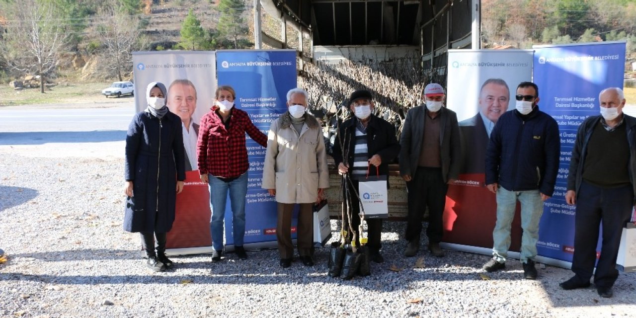 Büyükşehirden 4 İlçeye, Ücretsiz 6 Bin 500 Ceviz Fidanı