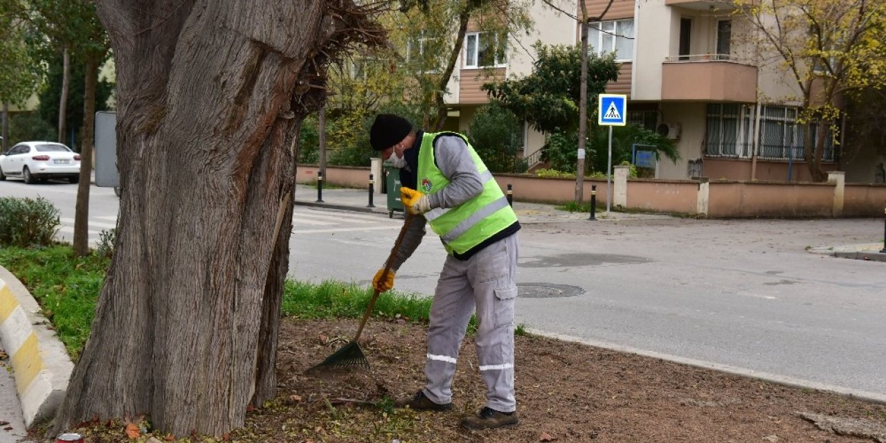 Tuzla’da 600 Yıllık Ağaç, Dut Ağacına Ve Arılara Ev Sahipliği Yapıyor