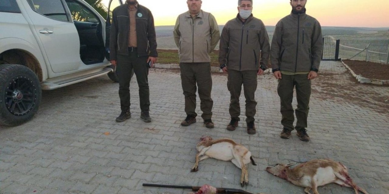 Şanlıurfa’da Ceylanları Avlayan 4 Kişi Suçüstü Yakalandı