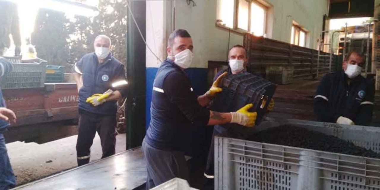 Zeytin Rekolte Tahmini Tutmadı