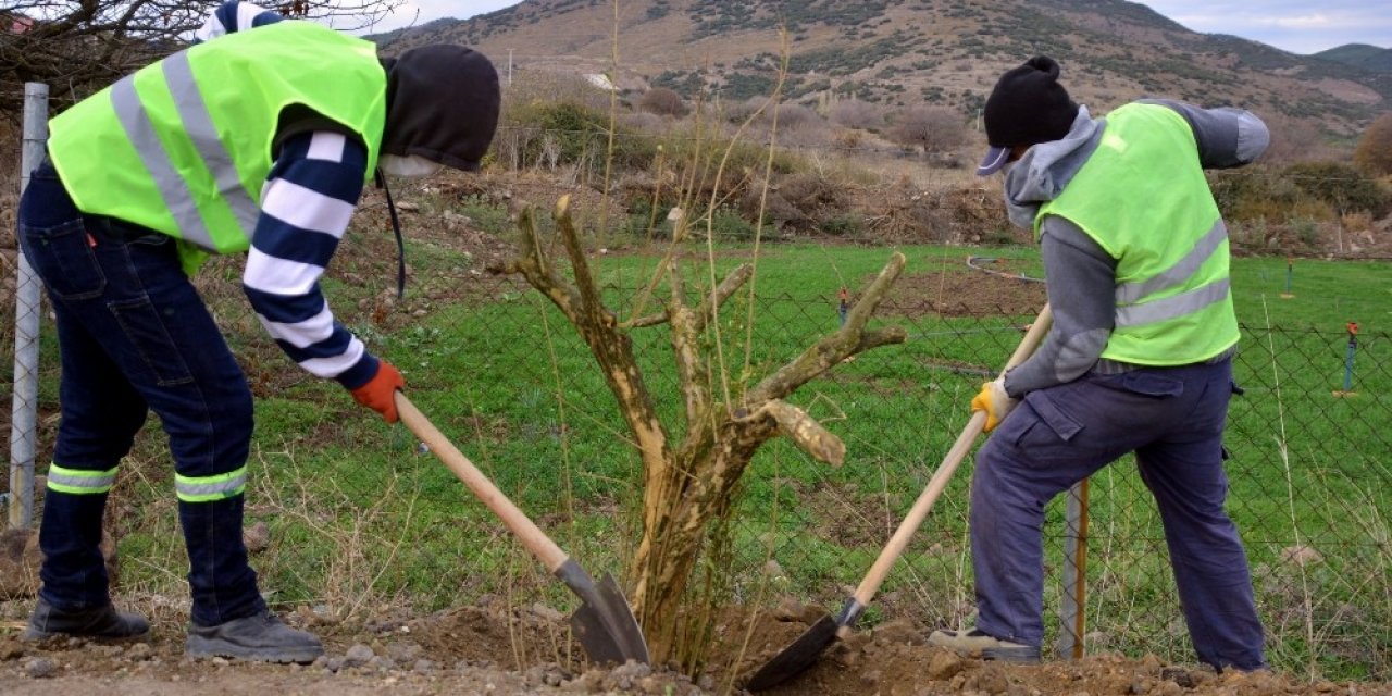 Aliağa Belediyesinden Çıtak Mahallesine 600 Nar Ağacı
