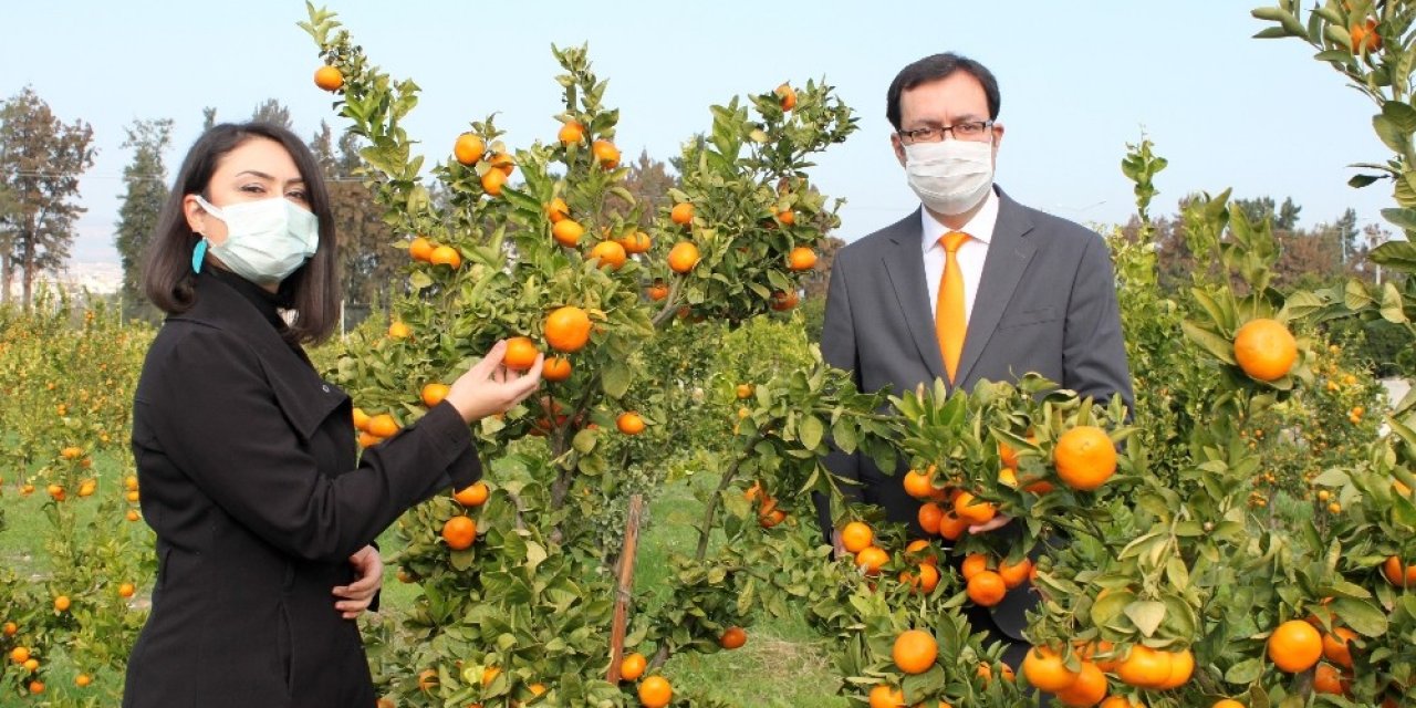 Mandarinde 2 Yeni Yerli Ve Milli Çeşit Geliştirildi