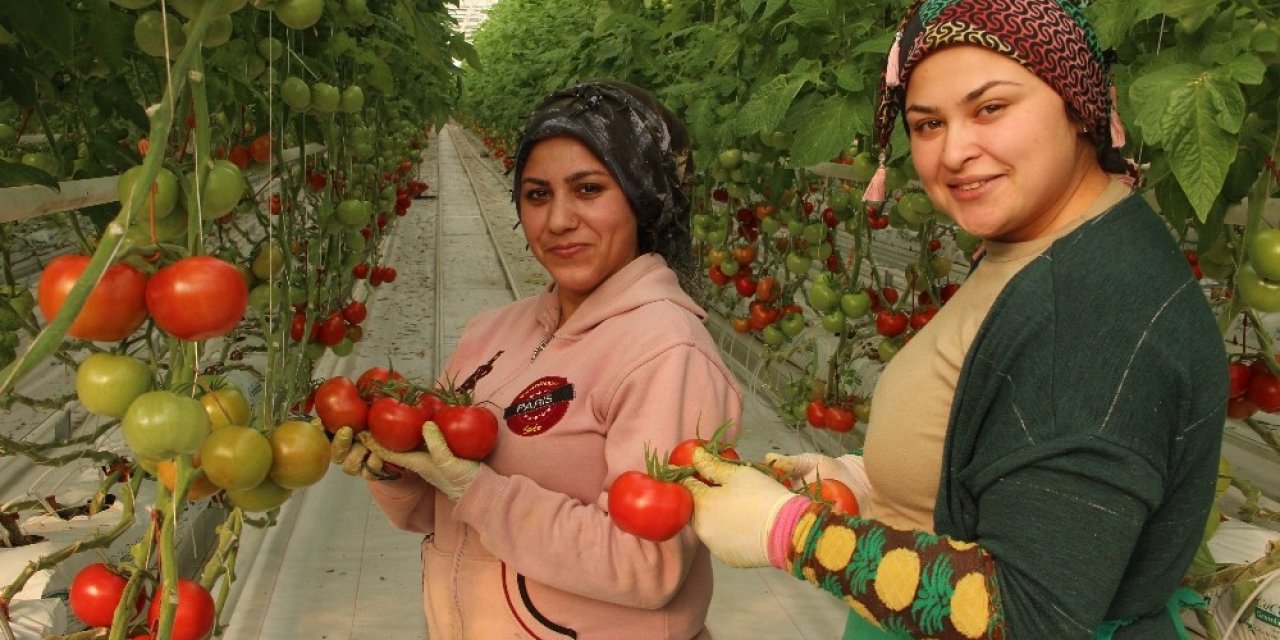 İhracatlık Domates Üreticinin Yüzünü Güldürdü