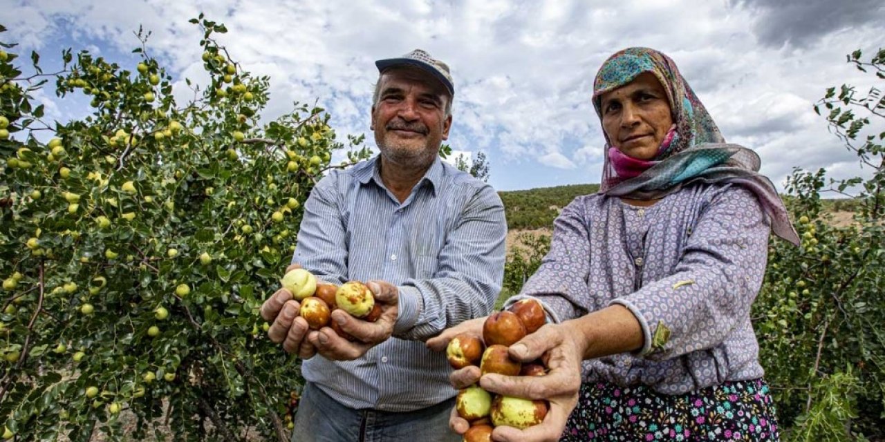 Demirci Ormanı Hünnap İle Şifa Ve Gelir Kaynağı Olacak