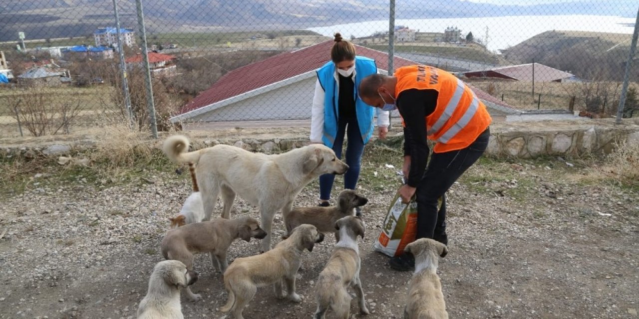 Tunceli’de Sokak Hayvanları İçin Vefa Ekibi Görevde