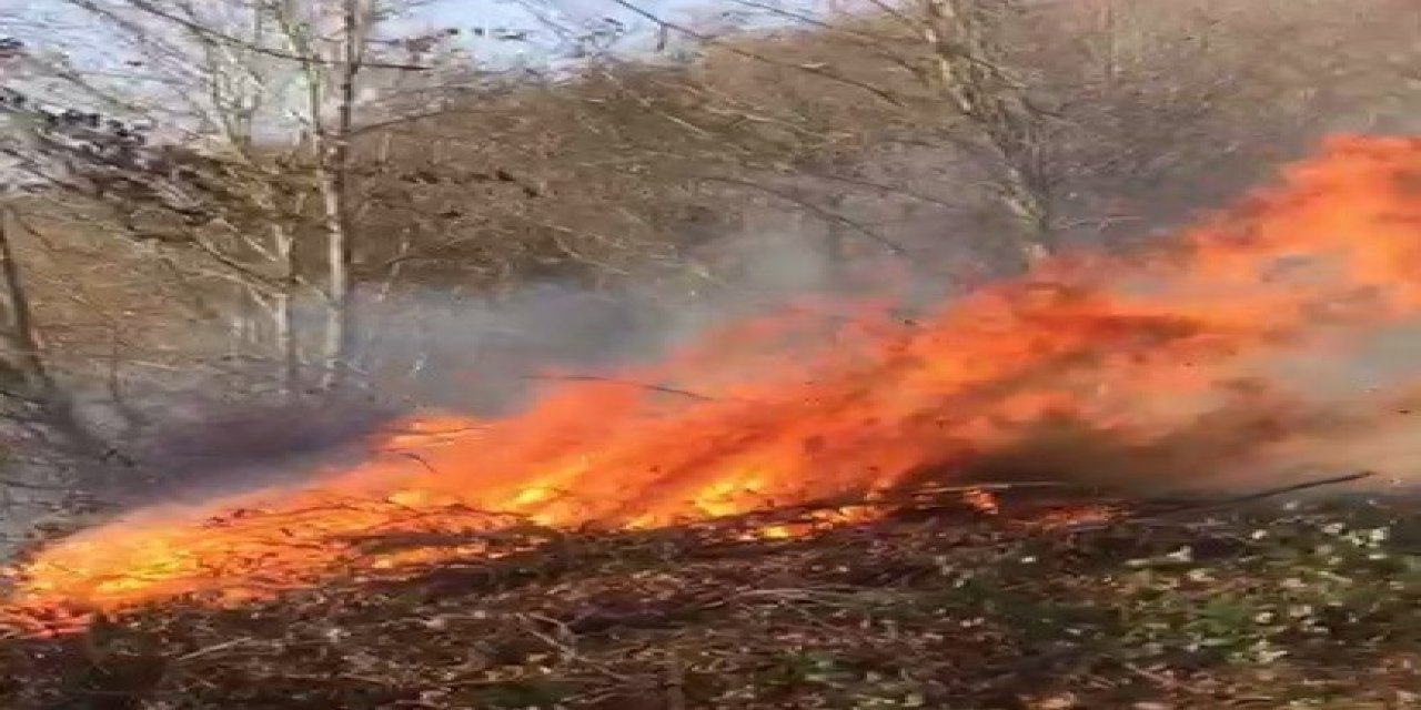 Ordu’da Ormanlık Alanda Yangın