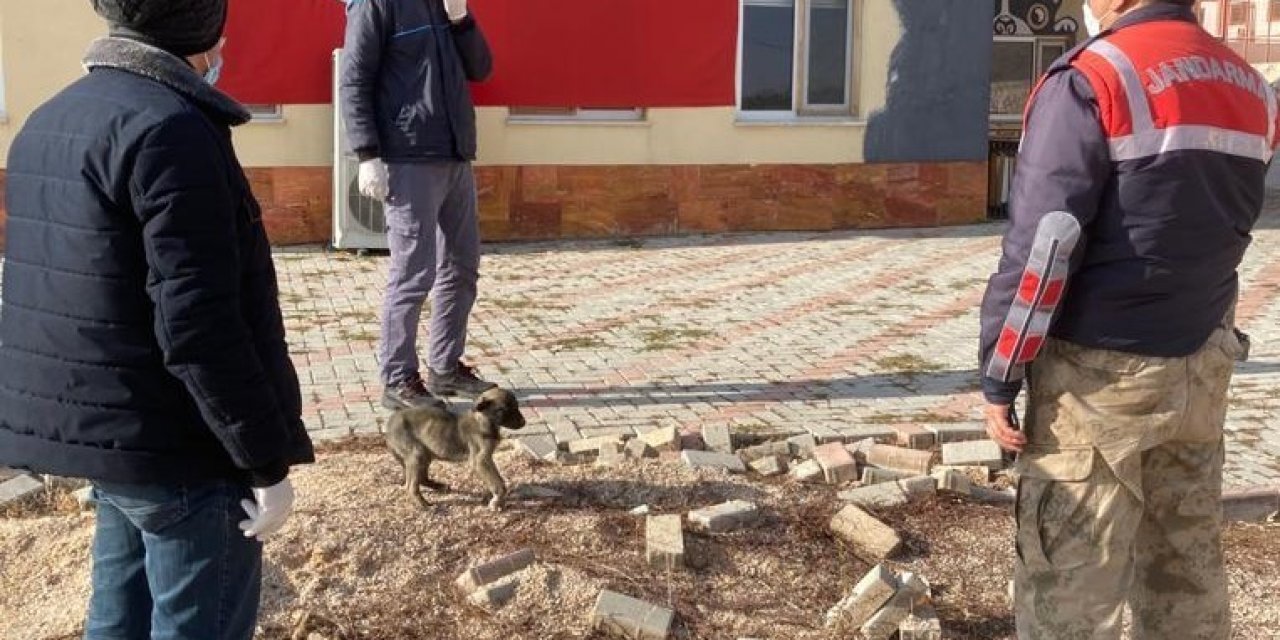 Jandarmanın Fark Ettiği Bacağı Kırık Köpek Tedavi Altına Alındı