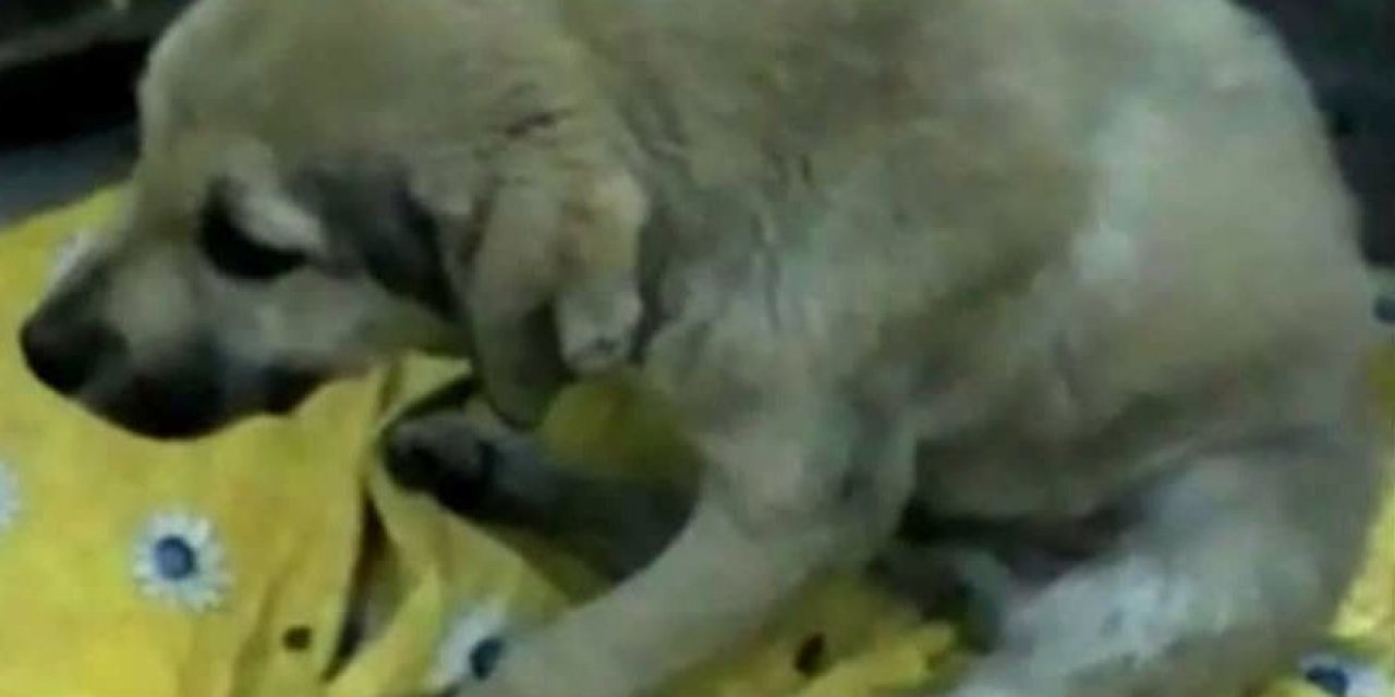 2 Yaralı Köpek Tedavi İçin İstanbul’a Götürüldü