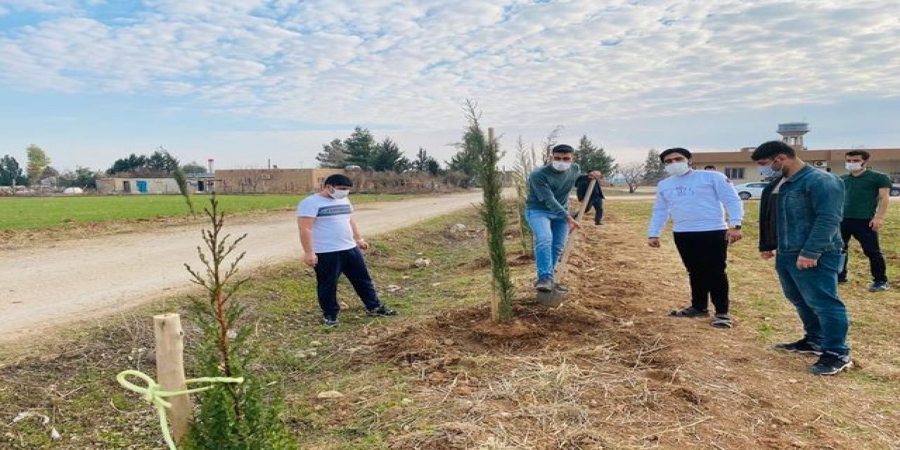 Çiftçiler Sosyal Medya Üzerinden Organize Olup, Kısıtlamada Çam Fidanı Dikti