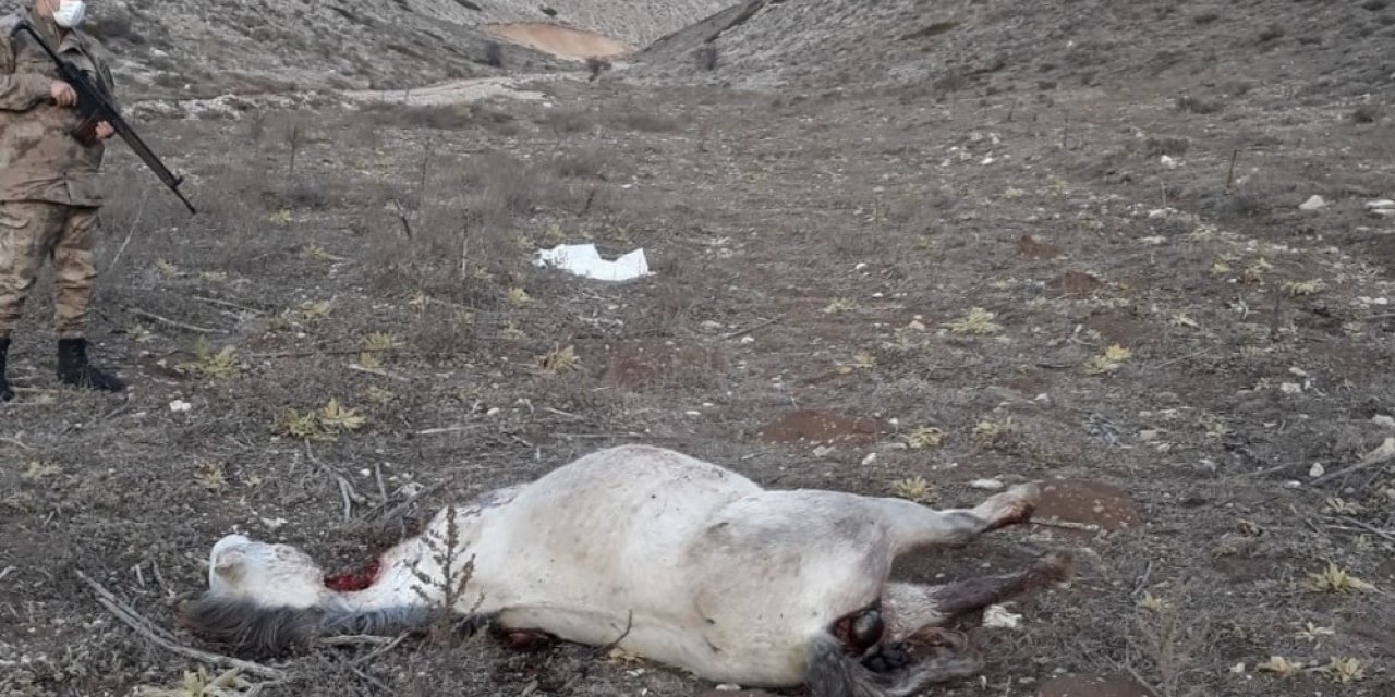 Yılkı Atlarının Katledilmesiyle İlgili İnceleme Başlatıldı