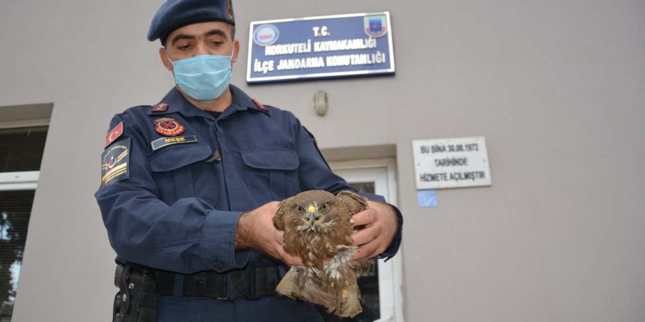 Yaralı Atmacaya Jandarma Şefkati