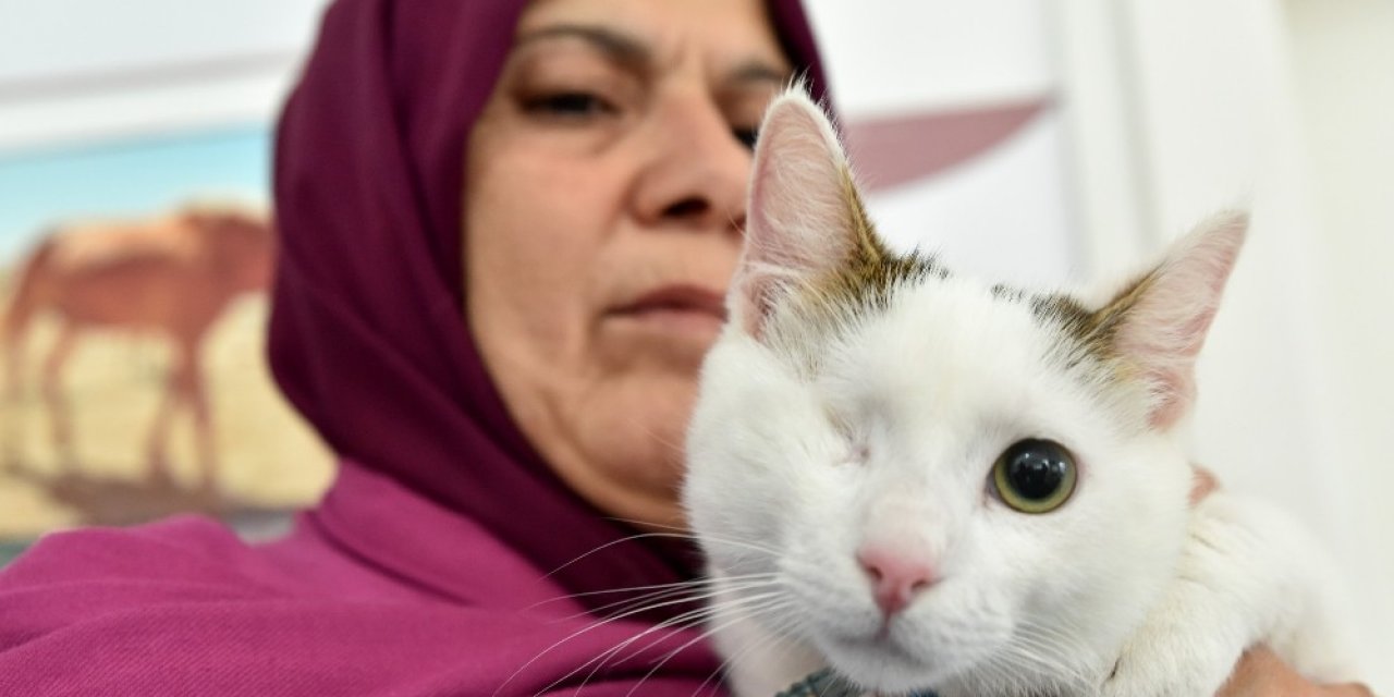 Sokak Hayvanları Sıcak Yuvaya Kavuşuyor