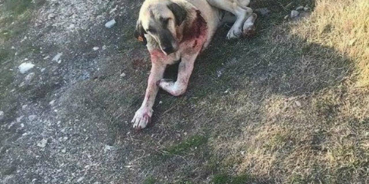 Kendisine Saldıran Sokak Köpeğini Bıçakladı