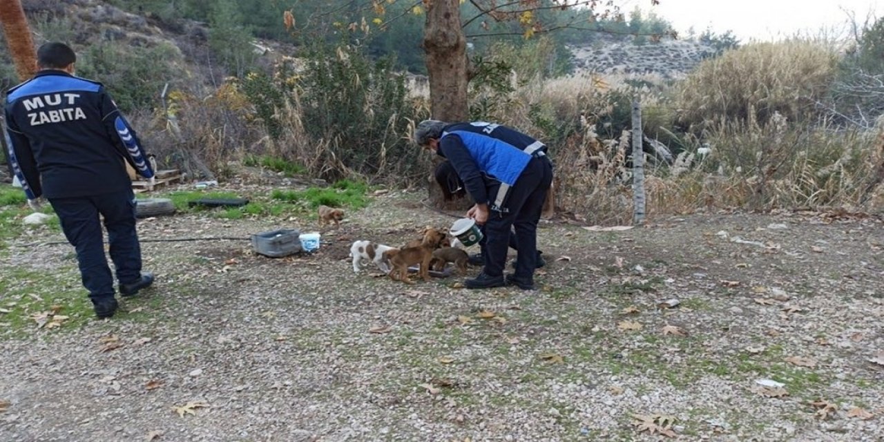 Mut’ta Sokak Hayvanları Unutulmadı