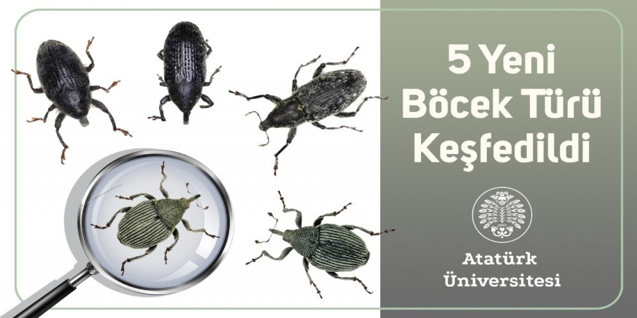 5 Yeni Böcek Türü Keşfedildi