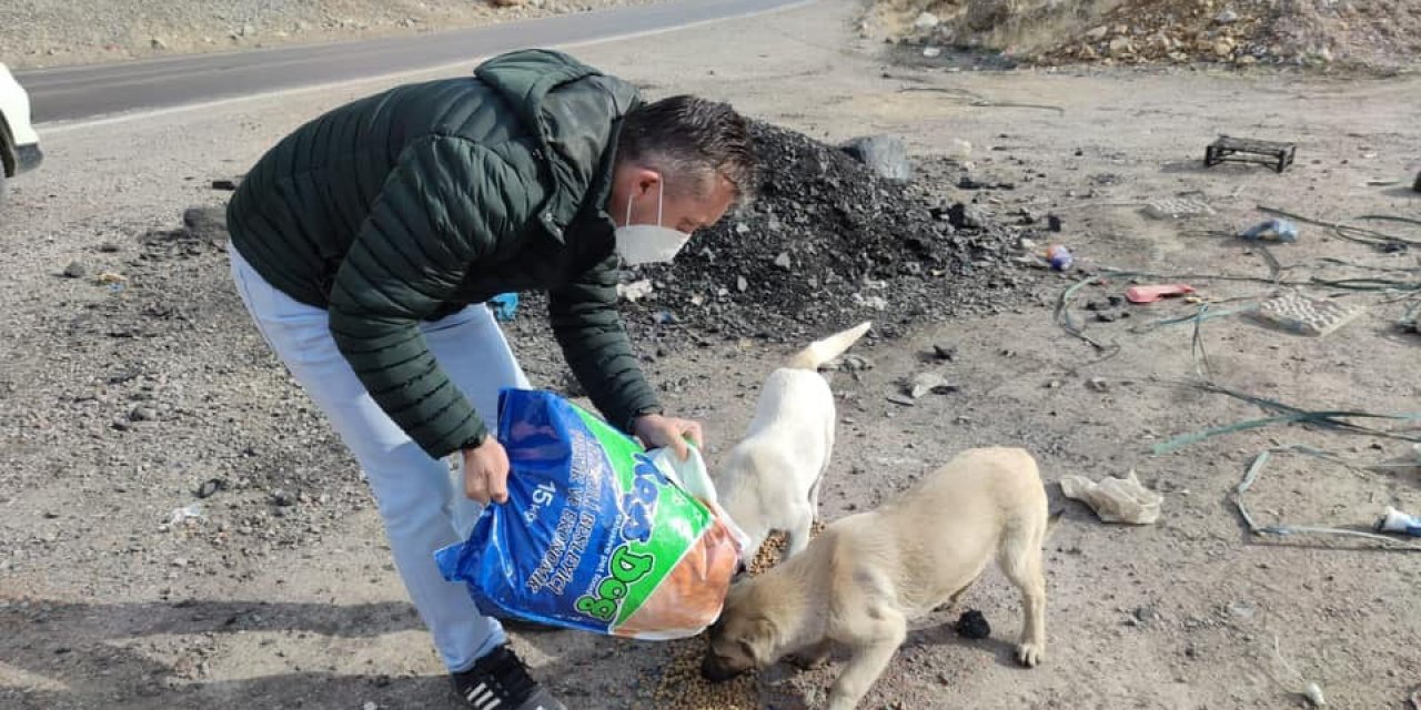 Uludere Kaymakamı Solmaz Sokak Hayvanlarına Mama Dağıttı