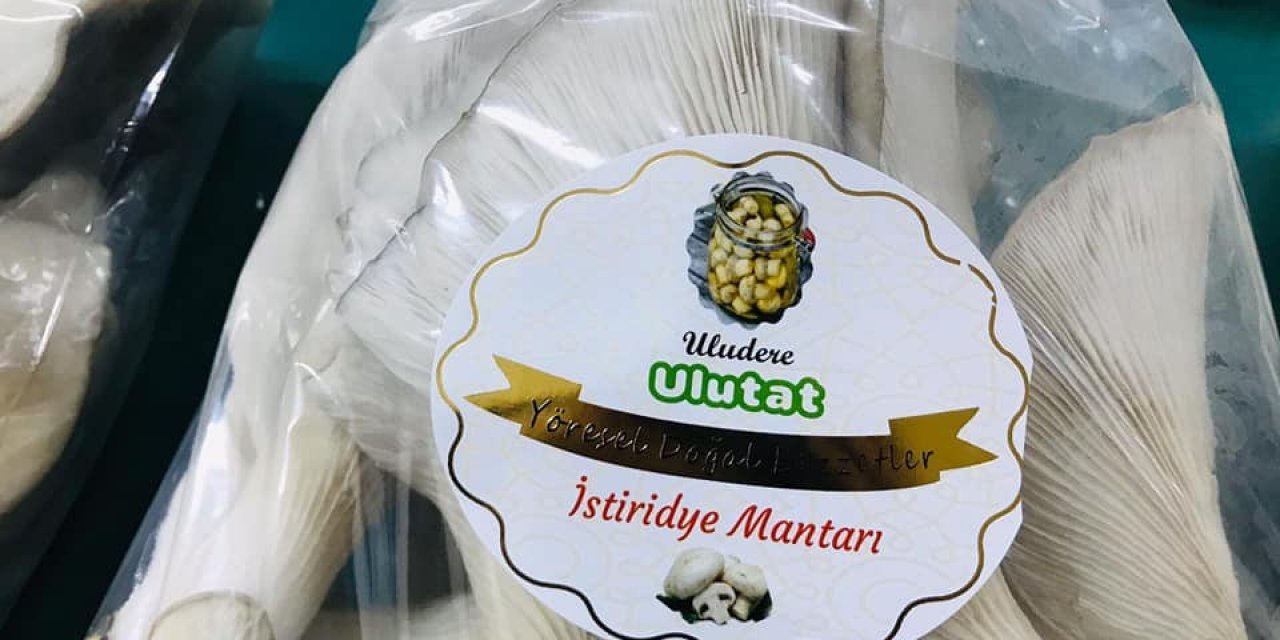 Uludere’de İstiridye Mantarı Hasadı Yapıldı