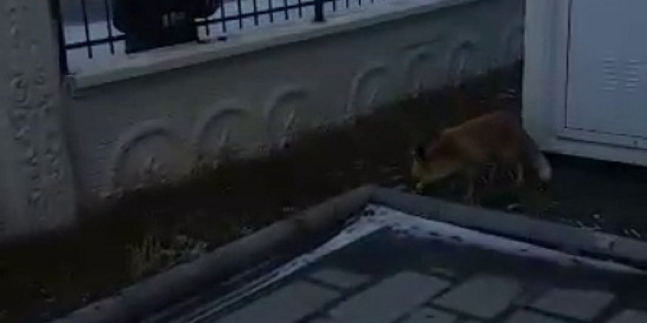 Okul Bahçesine İndi, Müdür Elleriyle Besledi